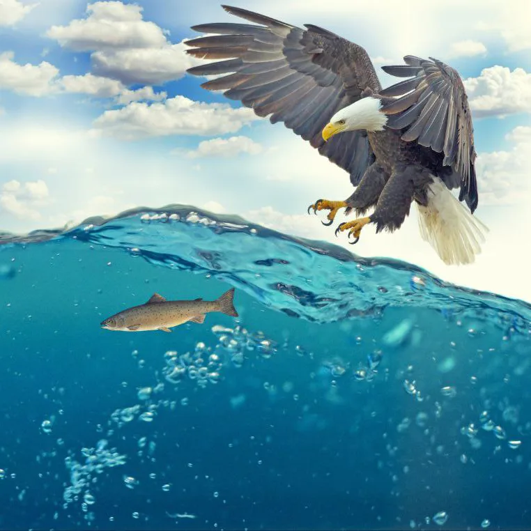 Bald eagle landing in the water to grab a large fish